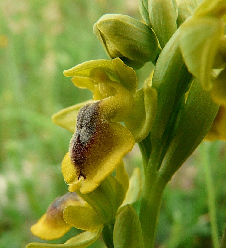 Ophrys phryganae